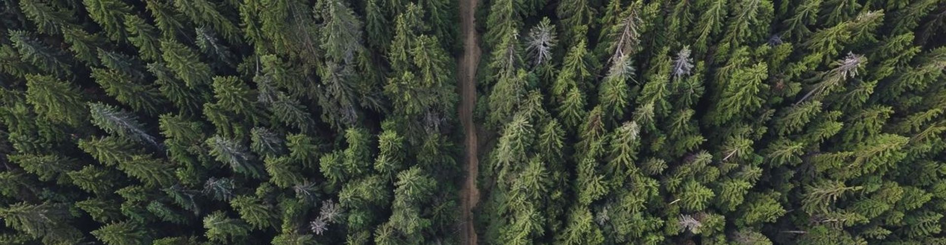 Как вырубка Новогодних елей влияет на экологию Республики Казахстан